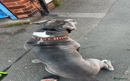 American Bulldog dogs for sale: Loving American Bulldog for Sale  - Image 3