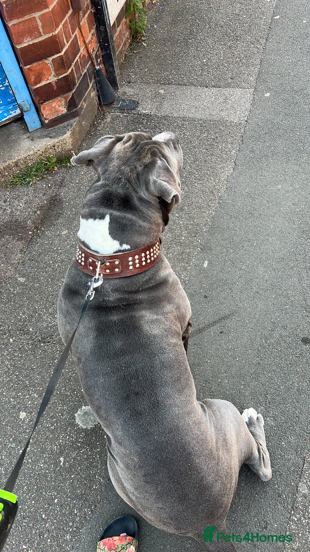American Bulldog dogs for sale: Loving American Bulldog for Sale  - Image 3