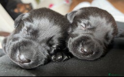 Labrador Retriever dogs for sale: 9 Beautiful Labrador Puppies For Sale  - Image 25