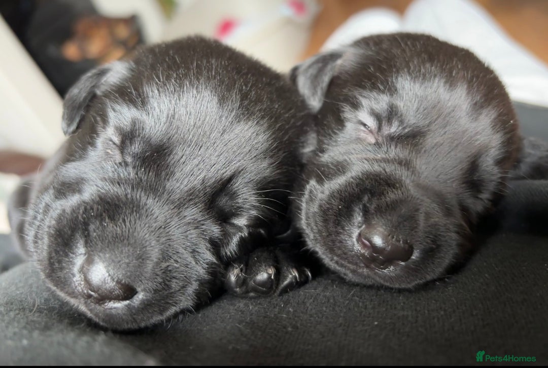 Labrador Retriever dogs for sale: 9 Beautiful Labrador Puppies For Sale  - Image 25
