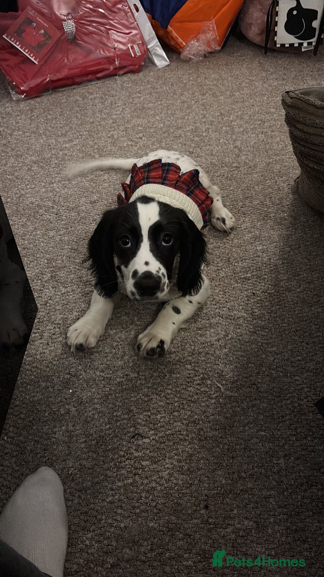 Mixed Breed dogs for sale: Cookie - Advert 2