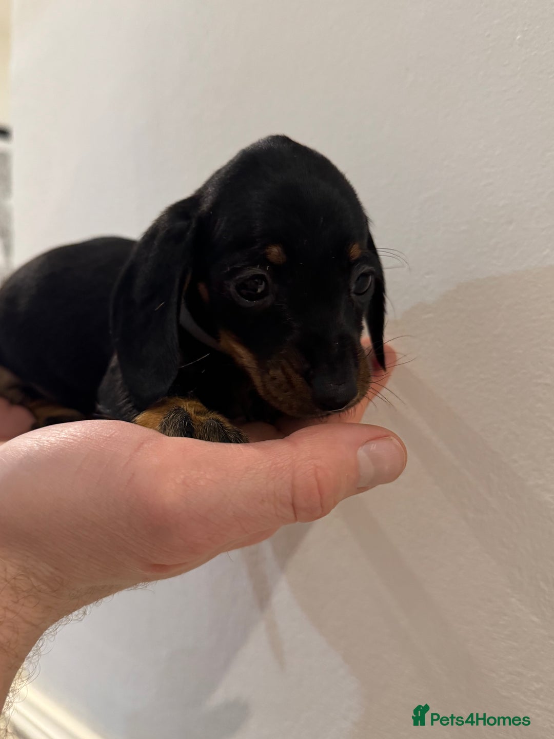 Miniature Dachshund dogs for sale: KC registered miniature dachshunds - Advert 18