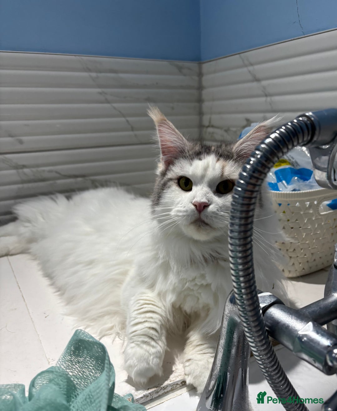 Mixed Breed cats for sale: Kittens stunning Mainecoon cross babies 🐈❤️ - Advert 17