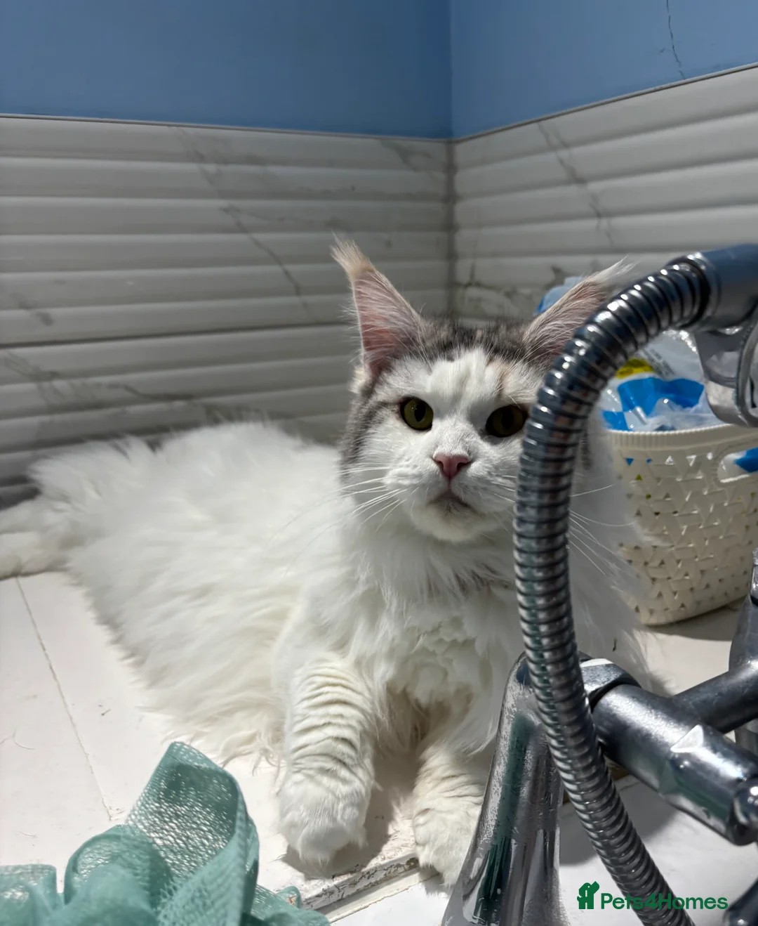 Mixed Breed cats for sale: Kittens 2brothers left READYTODAY Mainecoon x 🐈 - Advert 9