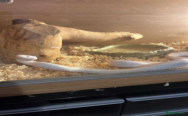 Corn Snake reptiles - Advert 4