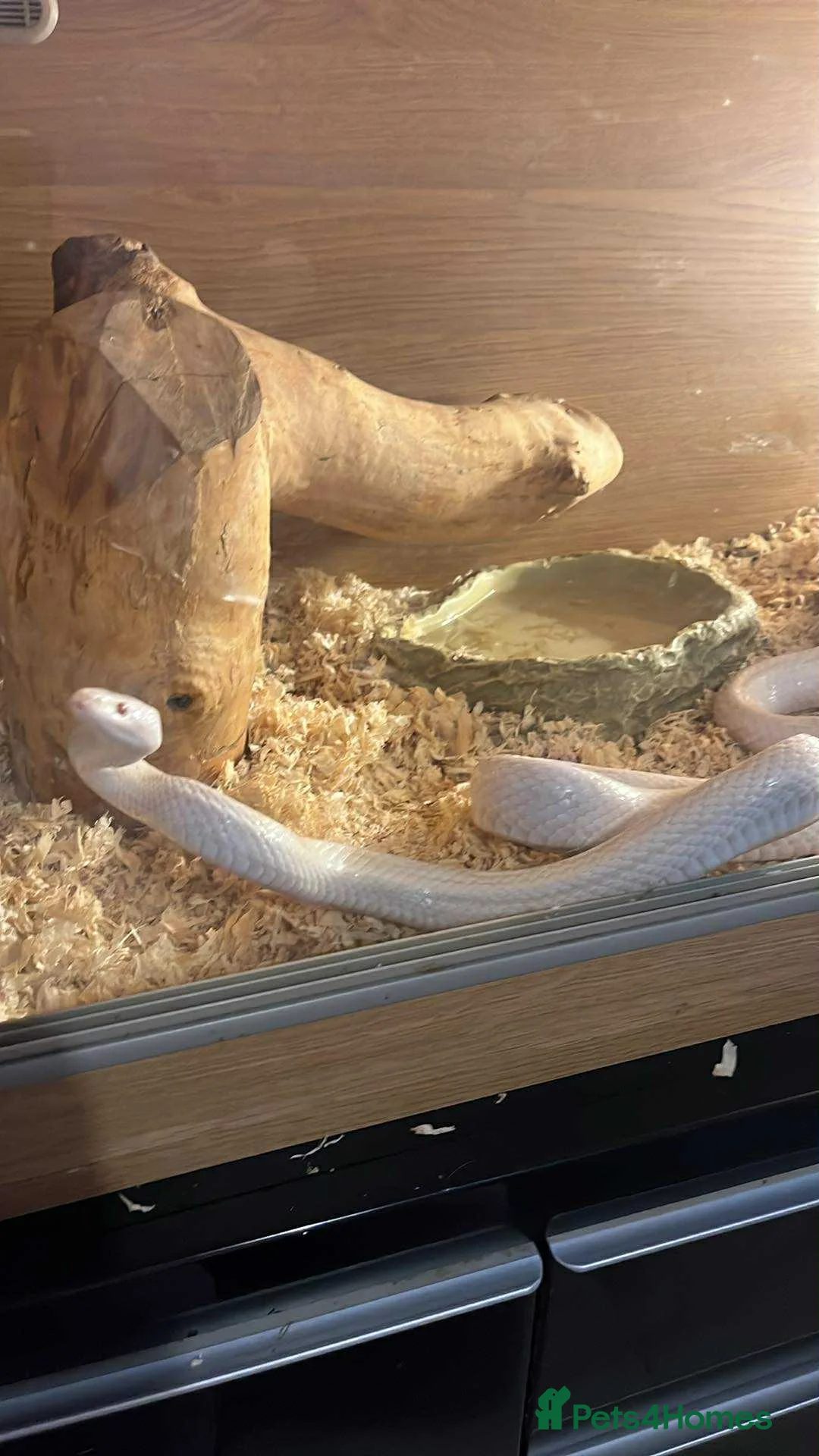 Corn Snake reptiles for sale: Blizzard corn snake  - Advert 1