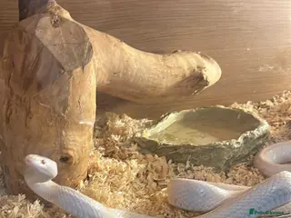 Corn Snake reptiles Blizzard corn snake - Advert 9