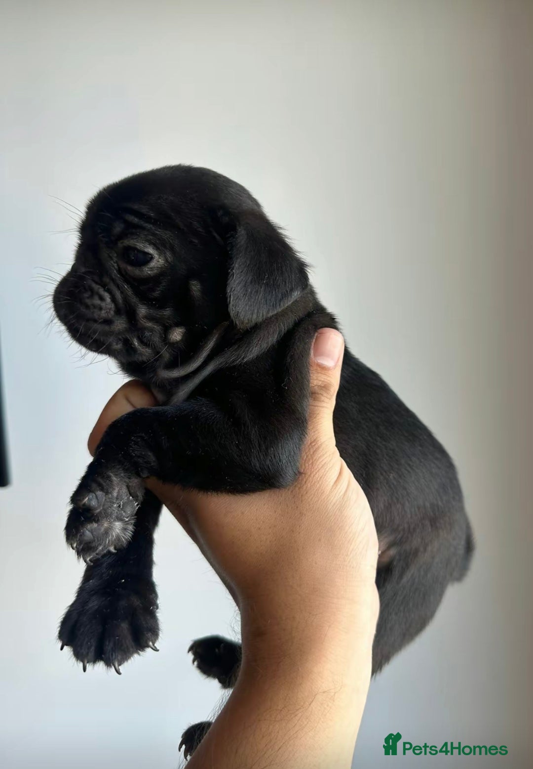 Pug dogs for sale: Adorable Pug Puppies For Sale  - Image 4