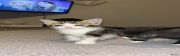 Mixed Breed cats for sale: Gorgeous kittens for sale  - Advert 4