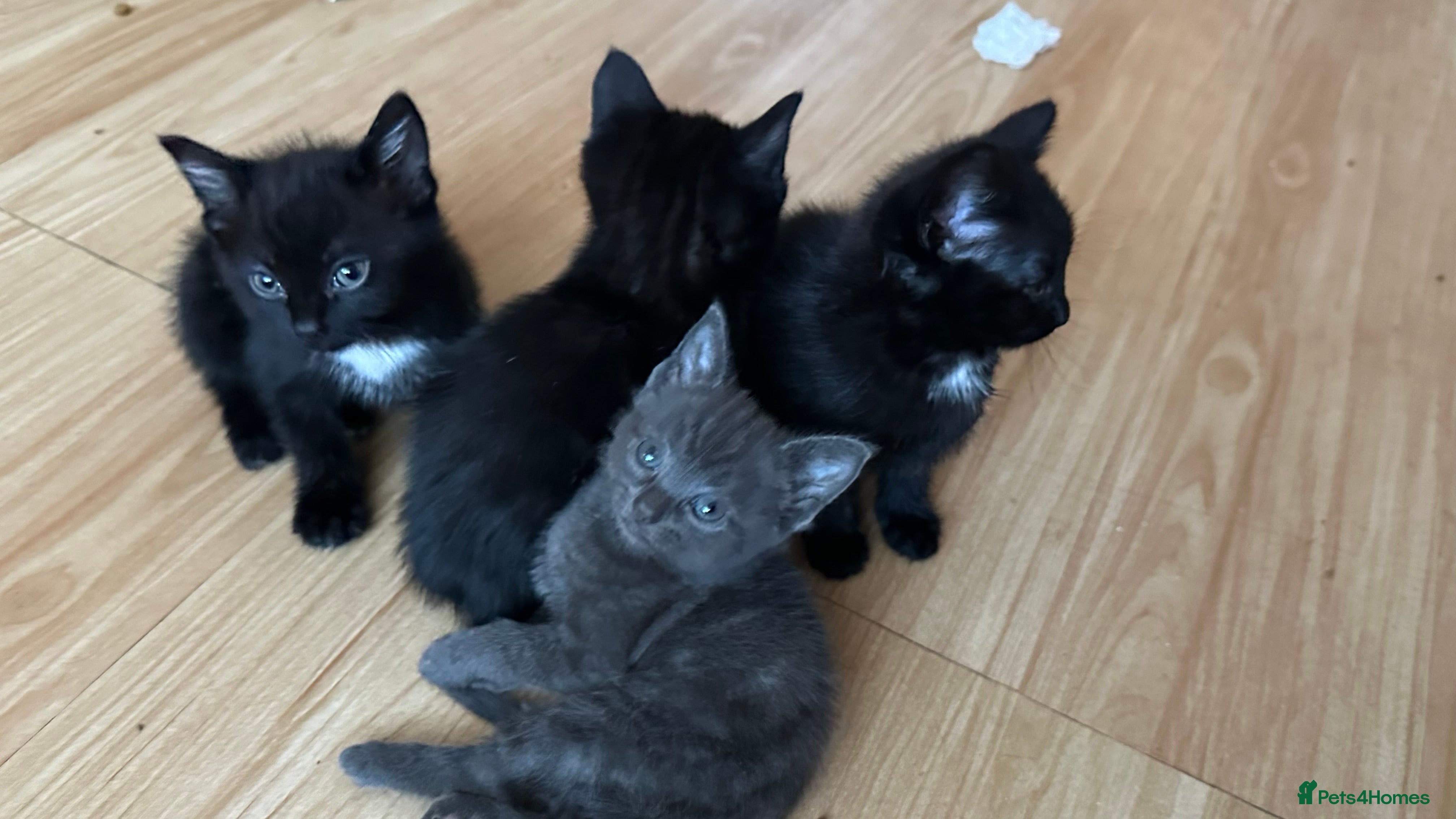 Domestic Shorthair cats Friendly playful kittens looking for a loving home - Advert 16