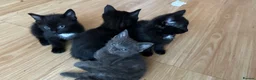 Domestic Shorthair cats for sale: Friendly playful kittens looking for a loving home - Advert 1