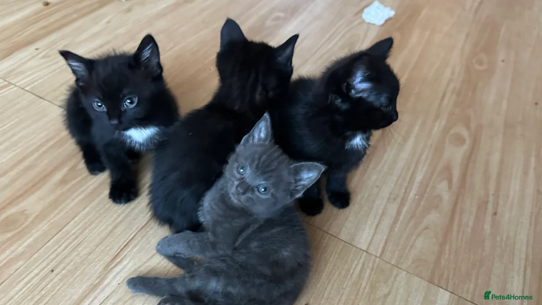 Domestic Shorthair cats for sale: Friendly playful kittens looking for a loving home - Advert 1