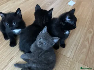 Domestic Shorthair cats Friendly playful kittens looking for a loving home - Advert 4
