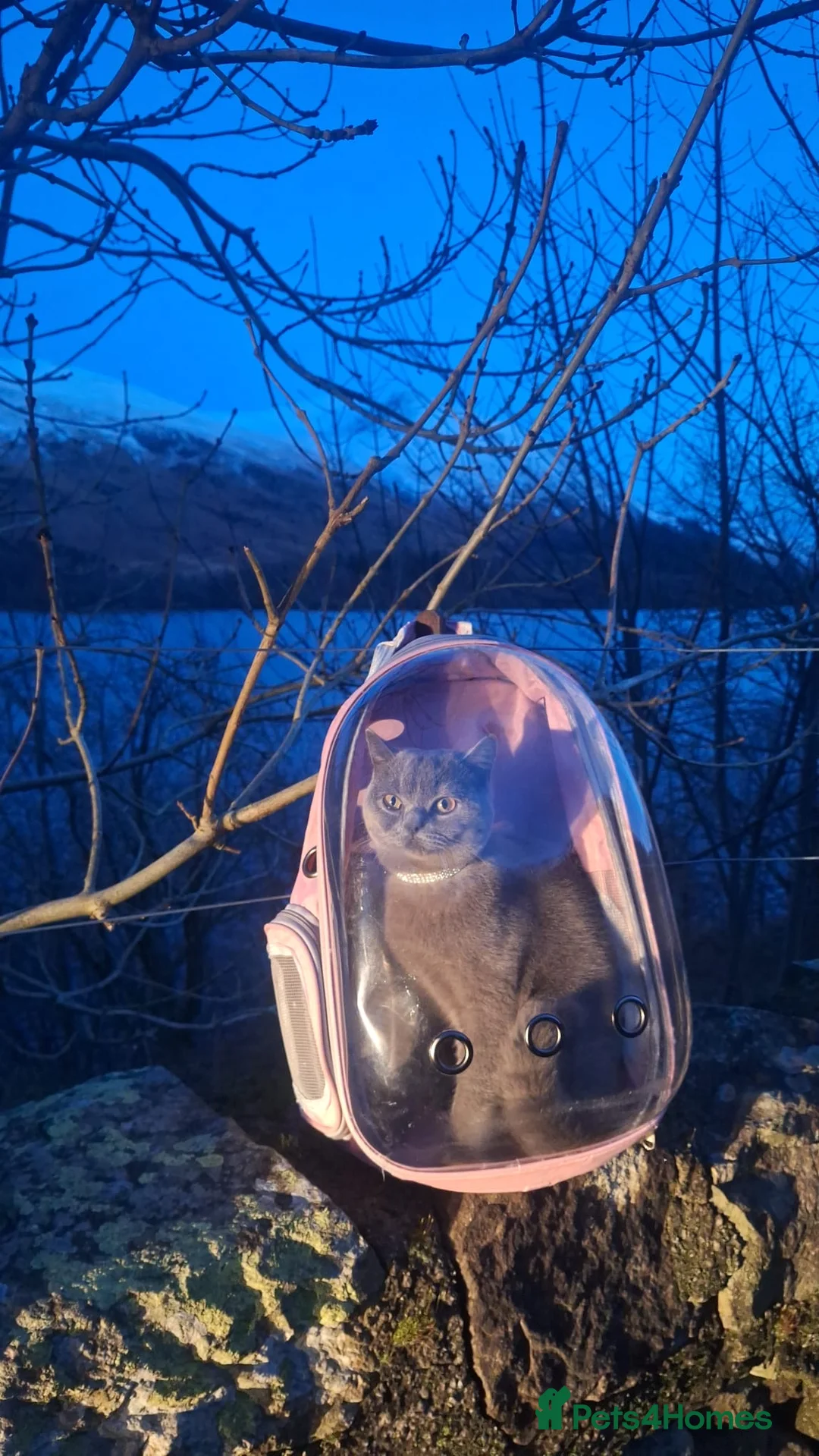 British Shorthair cats for sale: Pure pedigree blue British shorthair  - Advert 2