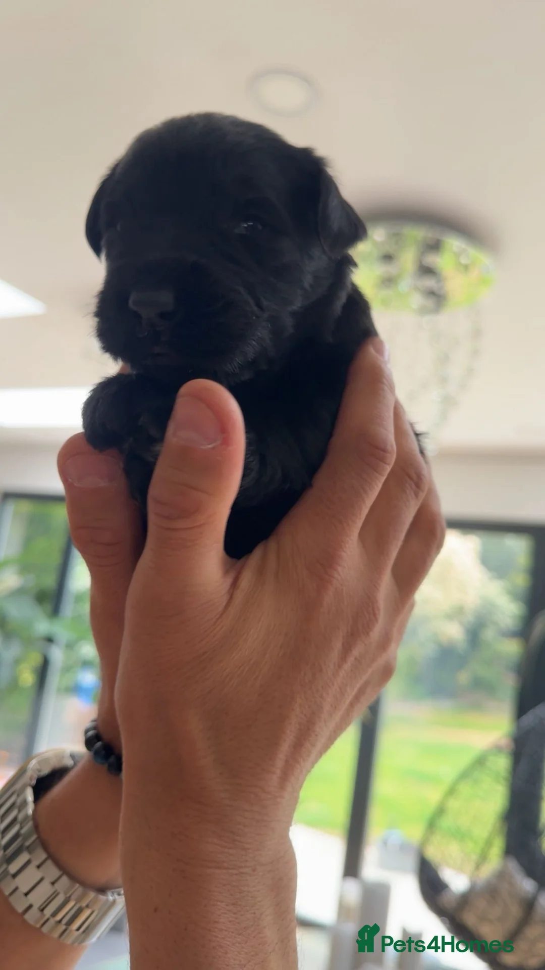 Giant Schnauzer dogs for sale: KC Registered Giant Schnauzer Puppies - Advert 2
