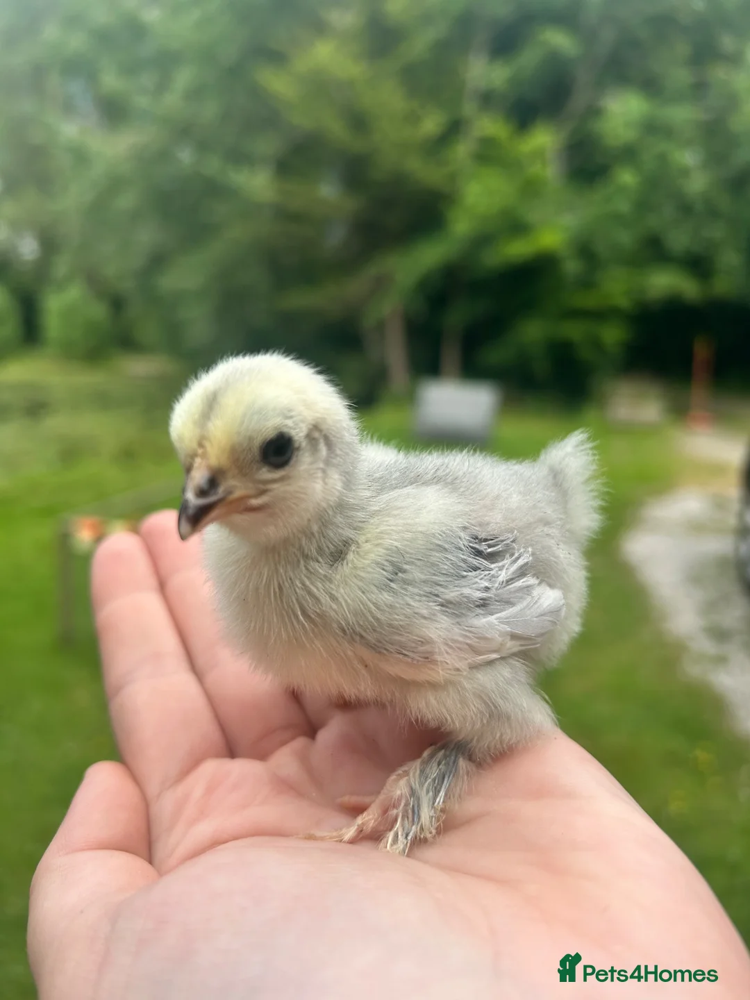 Chickens poultry for sale: Various chicks available  - Advert 1