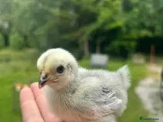 Chickens poultry Various chicks available - Advert 1
