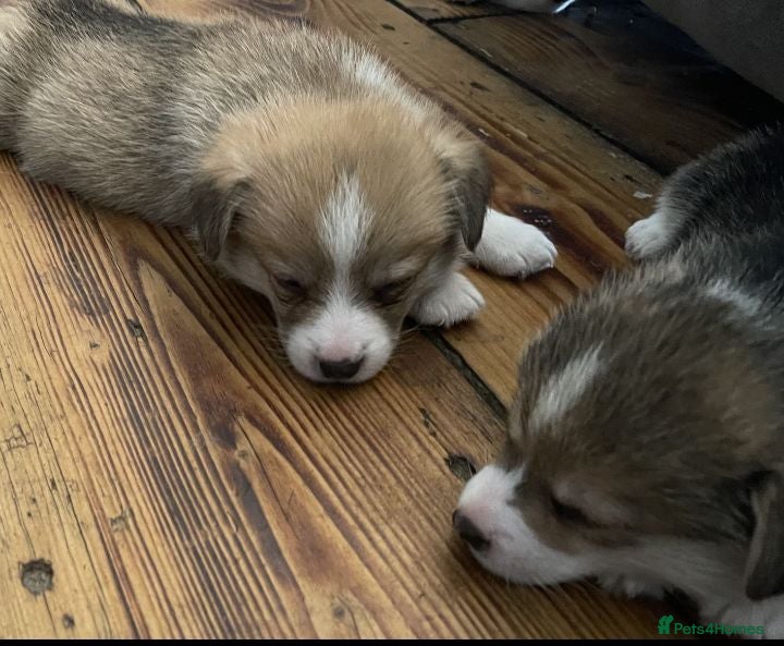 Welsh Corgi Pembroke dogs KC registered health tested parents  - Advert 15
