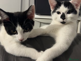 American Shorthair cats in Ilford - Advert 23