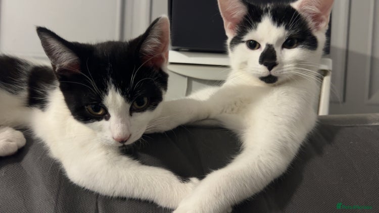 American Shorthair cats in Ilford - Advert 13