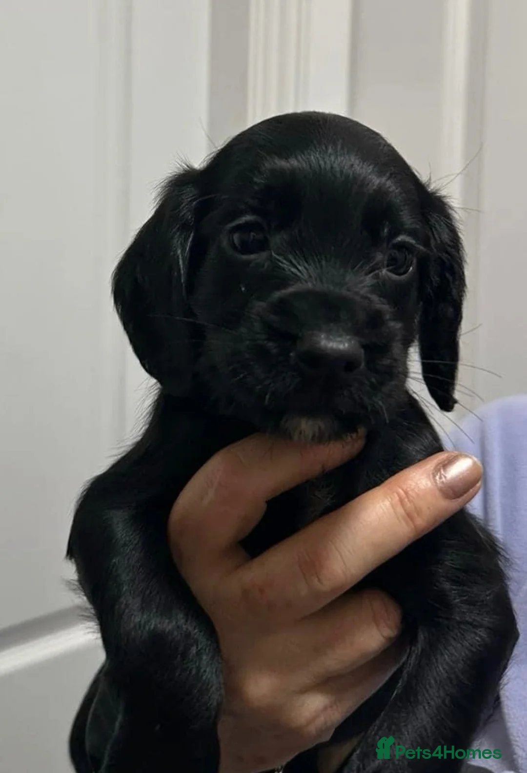 Cocker Spaniel dogs for sale: Exceptional Winning Cocker puppies - Health Tested - Advert 1