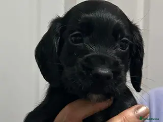 Cocker Spaniel dogs Exceptional Winning Cocker puppies - Health Tested - Advert 2