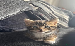 British Shorthair cats for sale: 2 male kittens  - Image 3