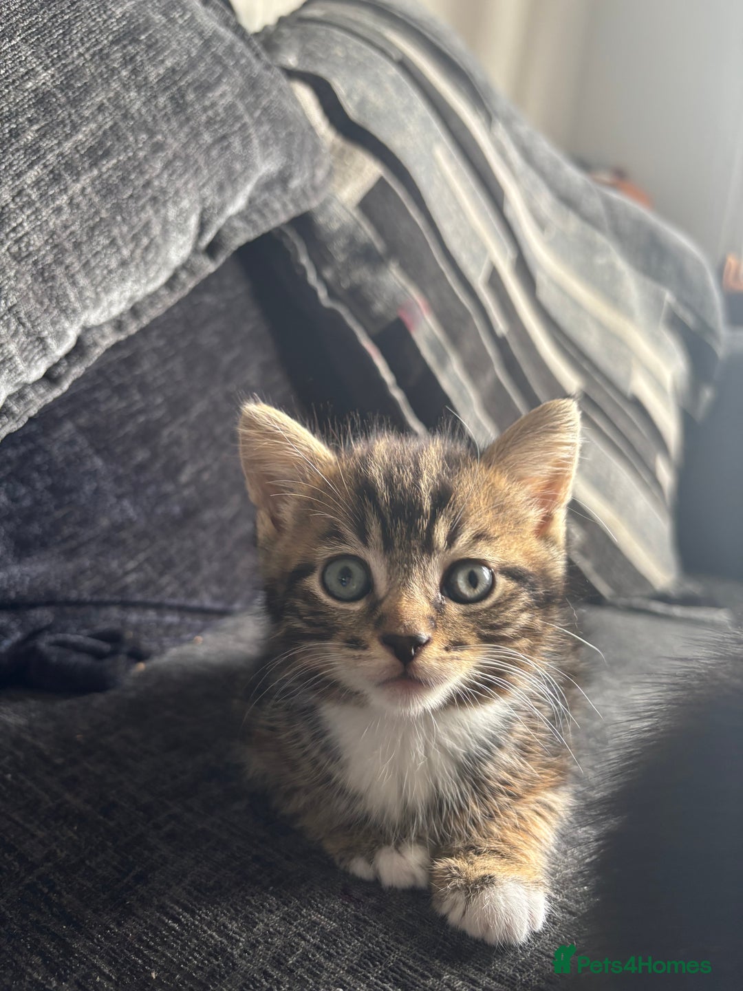 British Shorthair cats for sale: 2 male kittens  - Image 3