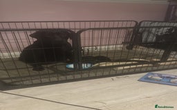 Labrador Retriever dogs for sale: 2 girls 5 boys both vaccinations paid for! - Advert 9