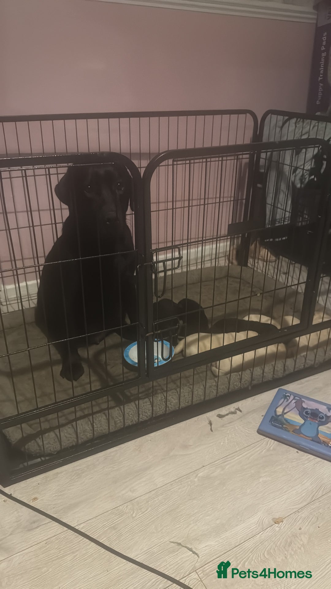 Labrador Retriever dogs for sale: 2 girls 5 boys both vaccinations paid for! - Advert 9