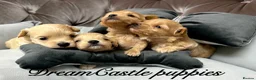 Maltipoo dogs for sale: Tiny maltipoo puppies Asian poodle dad  - Advert 18