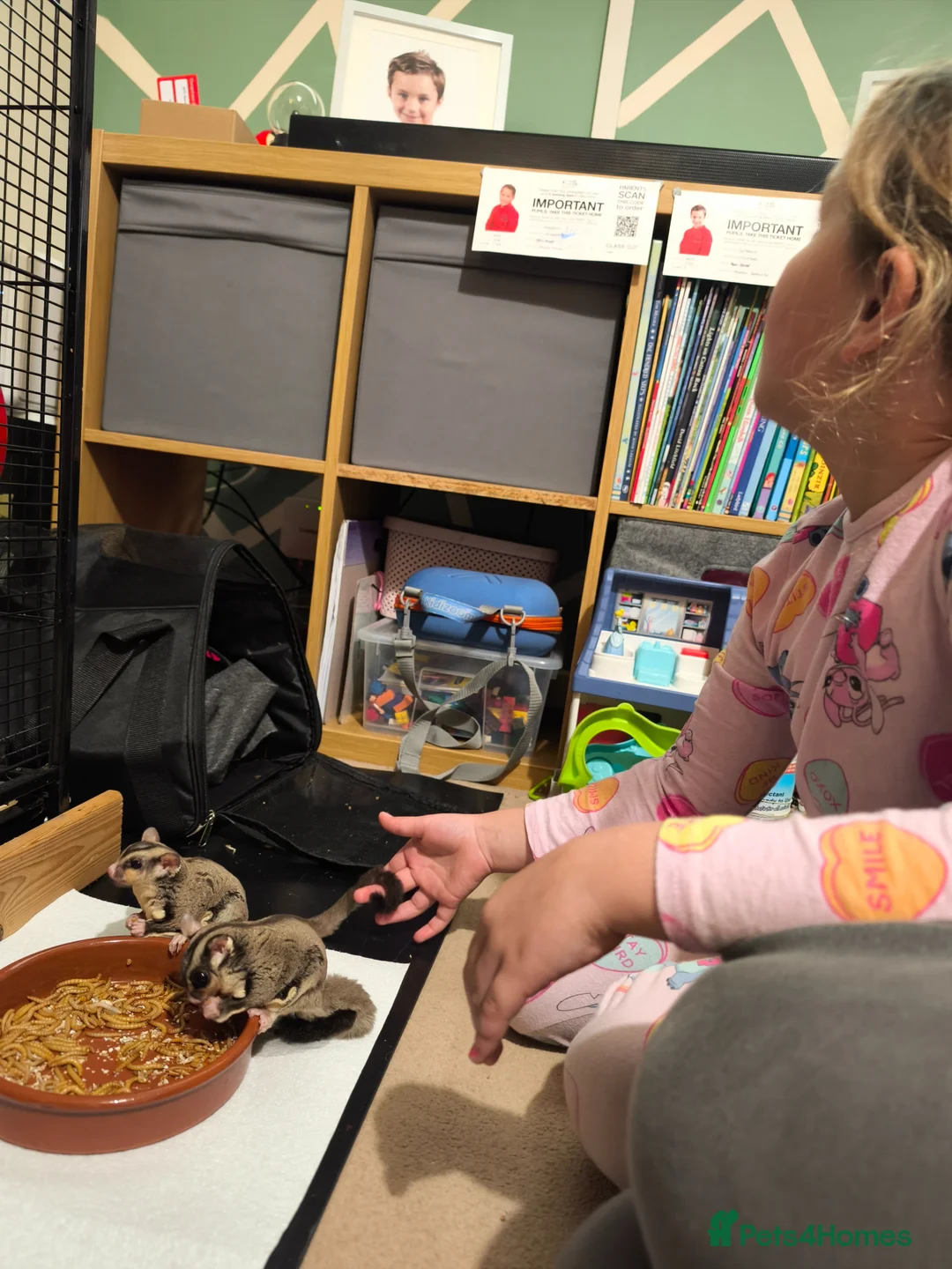 Sugar Glider rodents for sale: 2 boy sugar gliders looking for rehoming  in Bedford - Advert 2