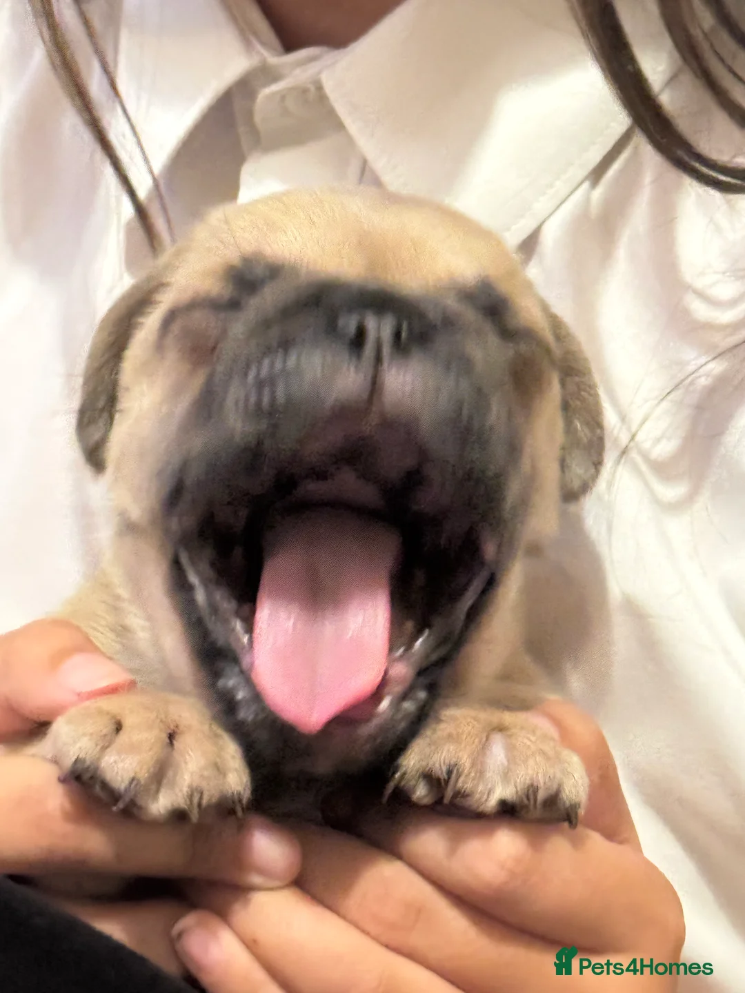 Frug dogs for sale: Our gorgeous ‘ CHUNKY’  - Advert 6