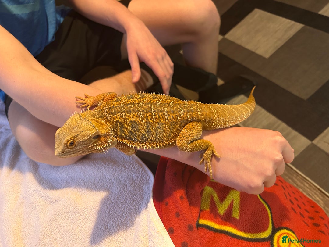 Bearded Dragon reptiles for sale: Blue Bar Breaded Dragon with Vivarium - Advert 1