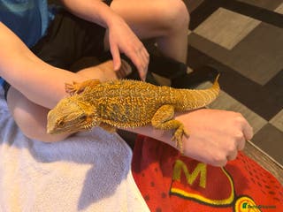 Bearded Dragon reptiles Blue Bar Breaded Dragon with Vivarium - Advert 3