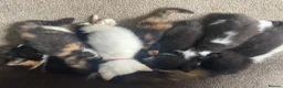 Persian cats for sale: Persian Dollface x BSH in Beaworthy - Advert 17
