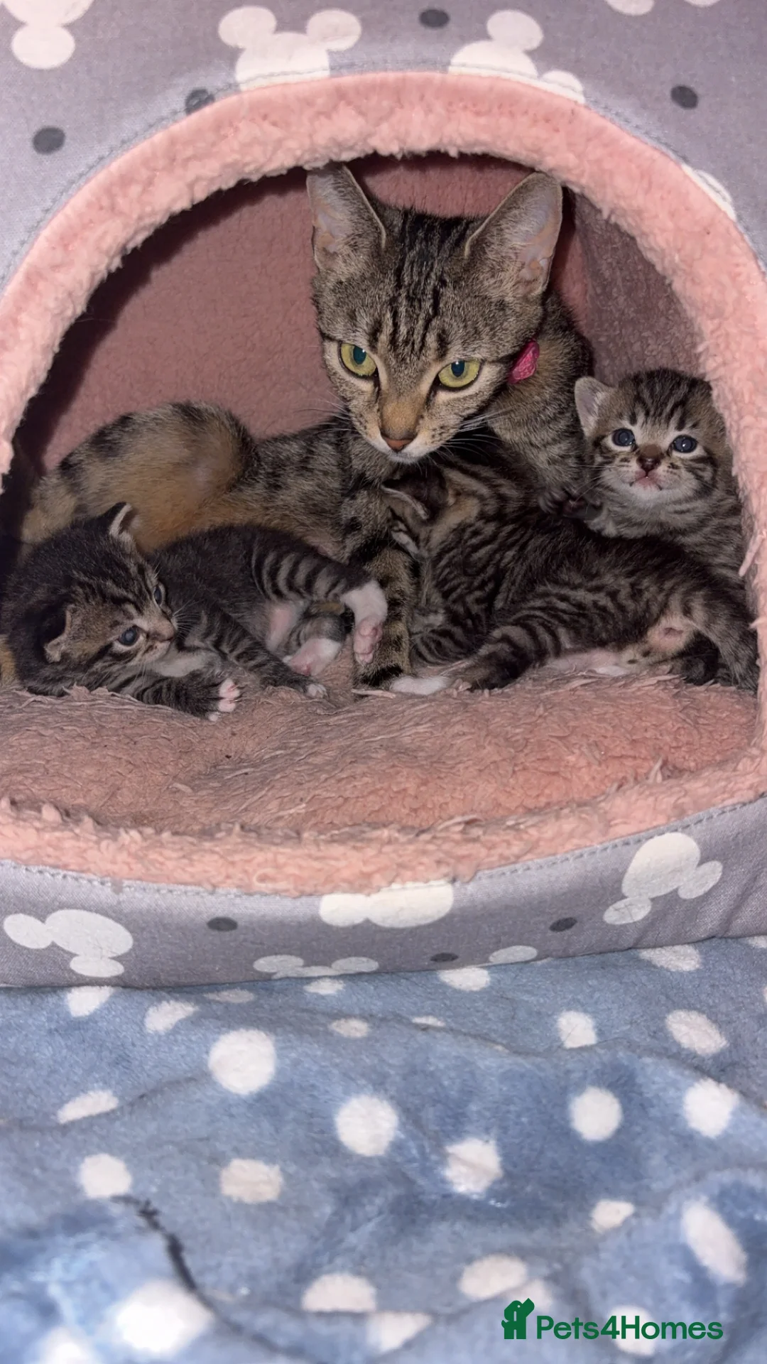 American Shorthair cats for sale: 3 Male Kittens looking for their forever home - Advert 9