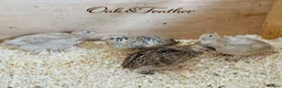 Quail poultry for sale: Celadon & Coturnix Quail | Pre-Orders Open - Advert 5