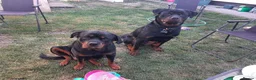 Rottweiler dogs for sale: Rottweiler puppies - Advert 3