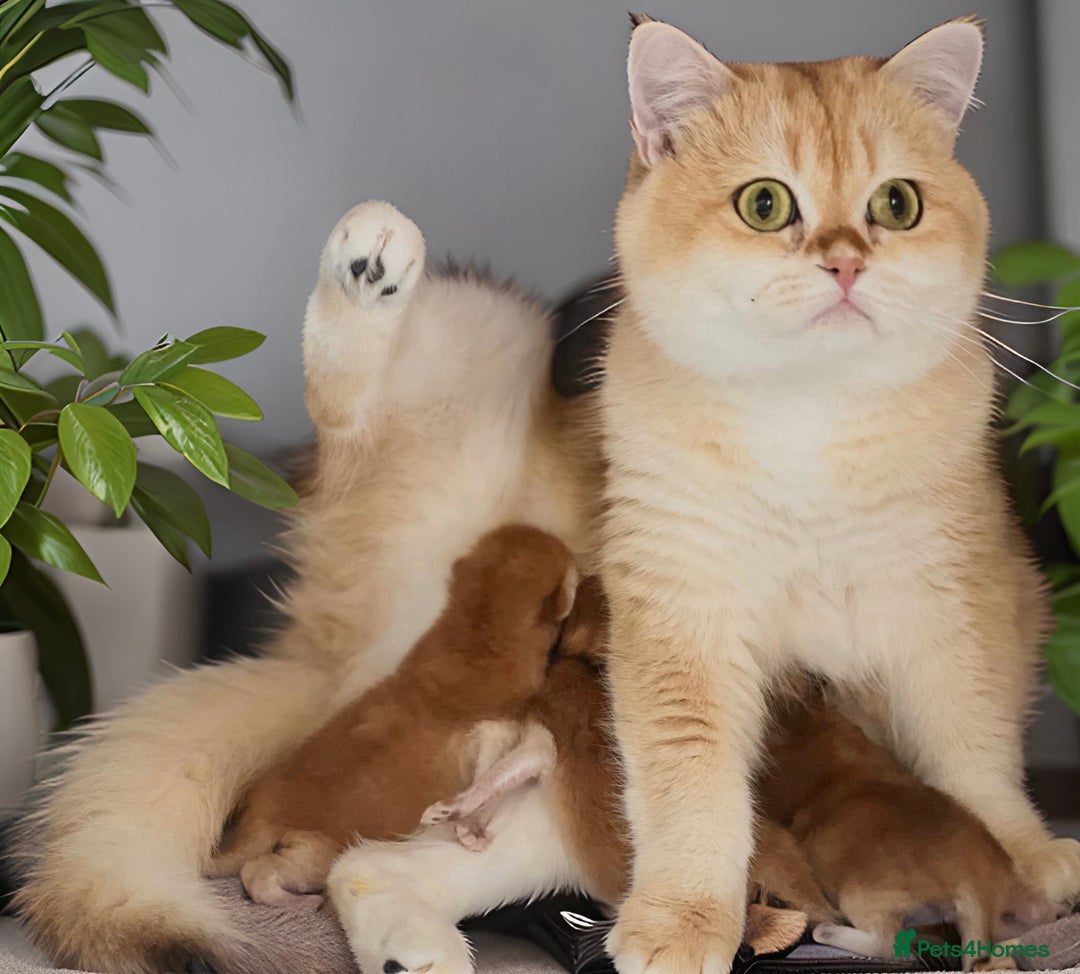 British Longhair cats for sale: 🦁EXCLUSIVE GOLDEN BRITISH LONGHAIR 🧸BABIES ✨ - Image 2