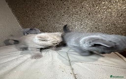 British Shorthair cats for sale: British Shorthair kitten  - Image 33