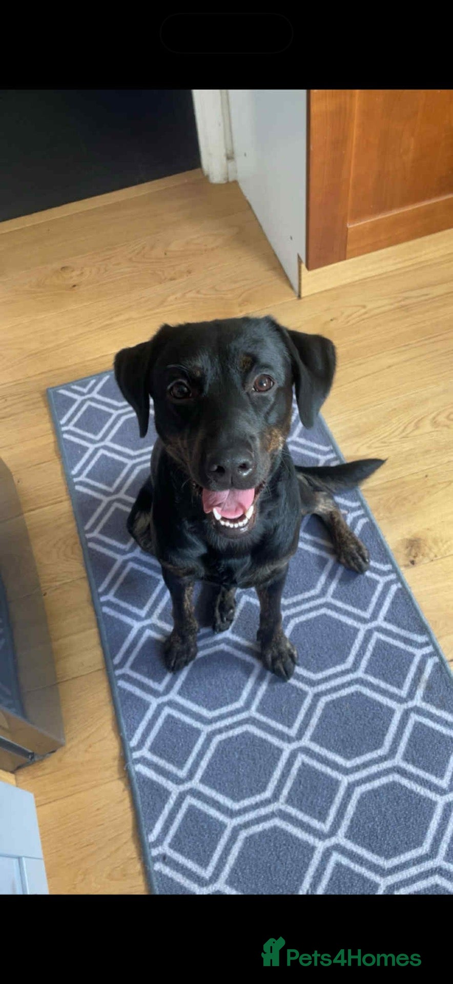 Mixed Breed dogs for sale - Advert 10