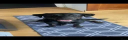 Mixed Breed dogs for sale: for sale in Rugeley - Advert 1