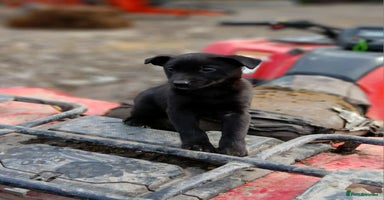 Borador dogs Labrador x Collie puppies - Advert 3