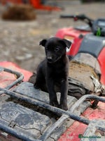 Borador dogs Labrador x Collie puppies - Advert 3