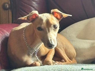 Italian Greyhound dogs in Eastbourne - Advert 1