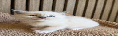 Ragdoll 2