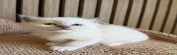 Ragdoll cats for sale: 4 Beautiful Family-Raised Ragdoll Kittens 🐾 - Advert 4