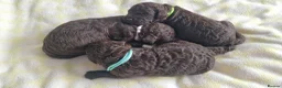 Lagotto Romagnolo dogs for sale: LAGOTTO ROMAGNOLO – EXPECTED KC REGISTERED LITTER - Advert 6