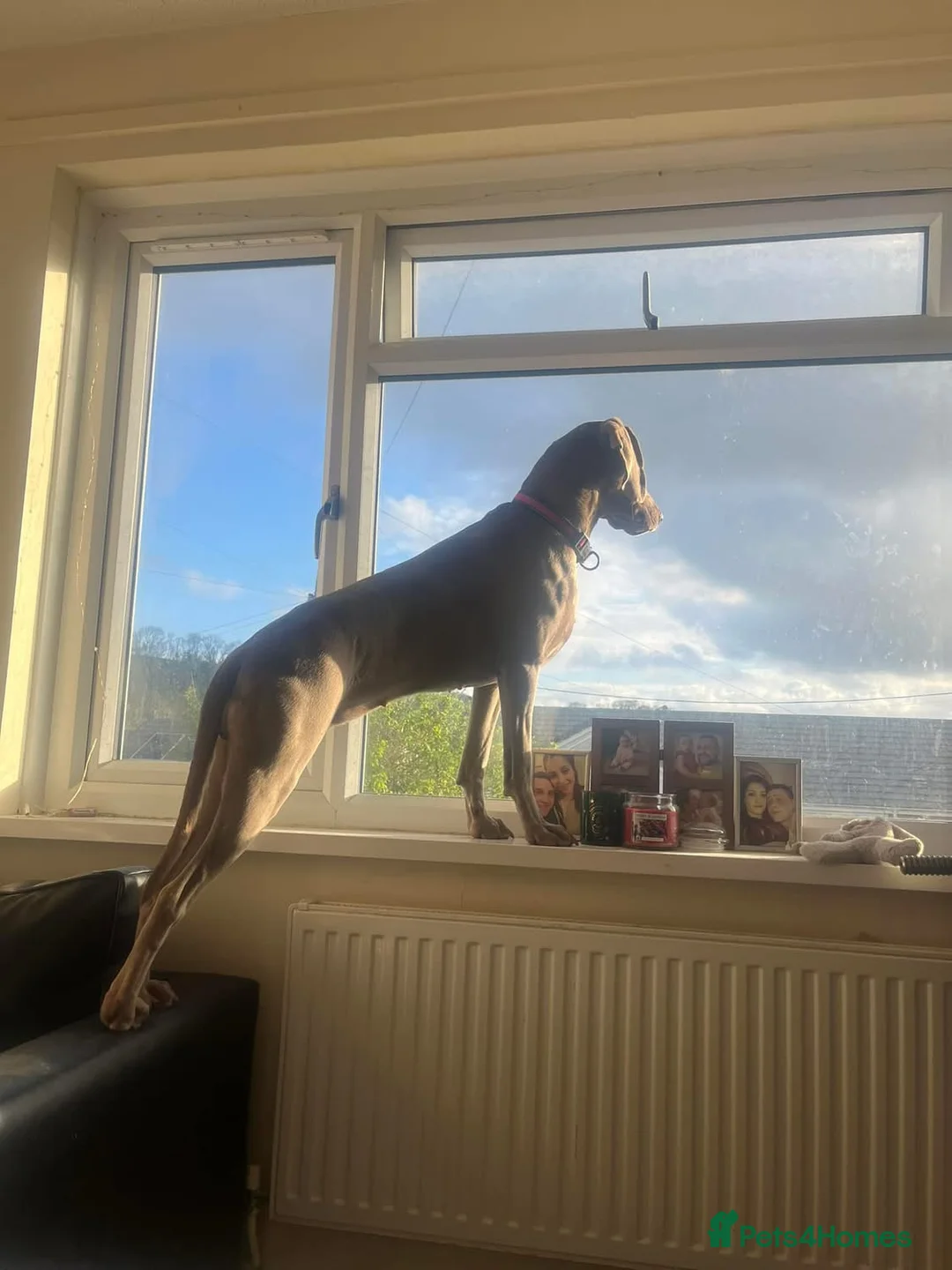 Weimaraner dogs for sale: Hallie  - Advert 7